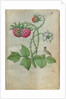 Book of Flower Studies, ca. 1510-1515 by Master of Claude de France