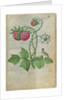 Book of Flower Studies, ca. 1510-1515 by Master of Claude de France