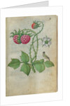 Book of Flower Studies, ca. 1510-1515 by Master of Claude de France