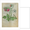 Book of Flower Studies, ca. 1510-1515 by Master of Claude de France