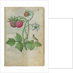Book of Flower Studies, ca. 1510-1515 by Master of Claude de France