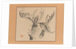 Cycad, mid-18th century by Ike no Taiga