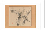 Cycad, mid-18th century by Ike no Taiga