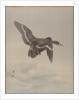 Flying Goose, ca. 1887 by Watanabe Seitei