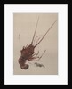 Crayfish, ca. 1887 by Watanabe Seitei