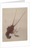 Crayfish, ca. 1887 by Watanabe Seitei