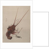 Crayfish, ca. 1887 by Watanabe Seitei