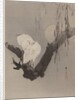 Egrets in a Tree at Night, ca. 1887 by Watanabe Seitei