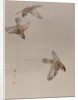 Sparrows Flying, ca. 1887 by Watanabe Seitei