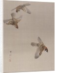 Sparrows Flying, ca. 1887 by Watanabe Seitei
