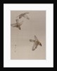 Sparrows Flying, ca. 1887 by Watanabe Seitei