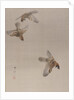 Sparrows Flying, ca. 1887 by Watanabe Seitei