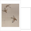 Sparrows Flying, ca. 1887 by Watanabe Seitei