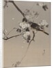 Birds on a Flowering Branch, ca. 1887 by Watanabe Seitei