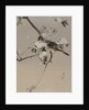 Birds on a Flowering Branch, ca. 1887 by Watanabe Seitei