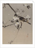 Birds on a Flowering Branch, ca. 1887 by Watanabe Seitei