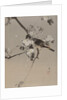 Birds on a Flowering Branch, ca. 1887 by Watanabe Seitei
