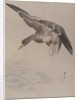 Duck, ca. 1887 by Watanabe Seitei