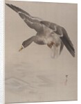 Duck, ca. 1887 by Watanabe Seitei
