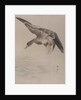 Duck, ca. 1887 by Watanabe Seitei