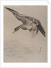 Duck, ca. 1887 by Watanabe Seitei