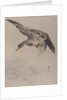 Duck, ca. 1887 by Watanabe Seitei
