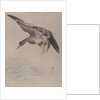 Duck, ca. 1887 by Watanabe Seitei