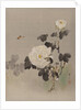 Roses, Young Bird and a Butterfly, ca. 1887 by Watanabe Seitei