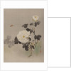 Roses, Young Bird and a Butterfly, ca. 1887 by Watanabe Seitei