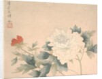 Flower Study, 17th century by Yun Bing