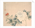 Flower Study, 17th century by Yun Bing