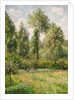 Poplars, Éragny, 1895 by Camille Pissarro