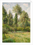 Poplars, Éragny, 1895 by Camille Pissarro