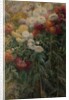 Chrysanthemums in the Garden at Petit-Gennevilliers, 1893 by Gustave Caillebotte