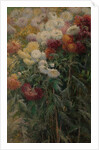 Chrysanthemums in the Garden at Petit-Gennevilliers, 1893 by Gustave Caillebotte