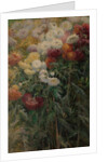 Chrysanthemums in the Garden at Petit-Gennevilliers, 1893 by Gustave Caillebotte