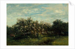 Apple Blossoms, 1873 by Charles Francois Daubigny