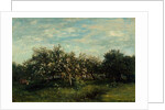 Apple Blossoms, 1873 by Charles Francois Daubigny
