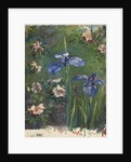 Wild Roses and Irises, 1887 by John La Farge