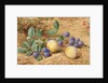 Plums, 1870 by John William Hill