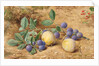 Plums, 1870 by John William Hill