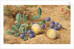Plums, 1870 by John William Hill