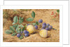Plums, 1870 by John William Hill