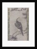 Hawk on a Pine, 16th century by Kano Yukinobu