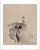 Pair of Ducks, 1887-92 by Gyokusho Kawabata