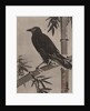 Crow on a Bamboo Branch, ca. 1887 by Kawanabe Kyosai