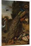 Peacocks, 1683 by Melchior d'Hondecoeter