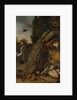 Peacocks, 1683 by Melchior d'Hondecoeter