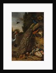 Peacocks, 1683 by Melchior d'Hondecoeter