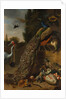 Peacocks, 1683 by Melchior d'Hondecoeter
